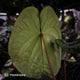 Anthurium ('Midnight Velvet' x pap 'LB') x kuna • select XL plant