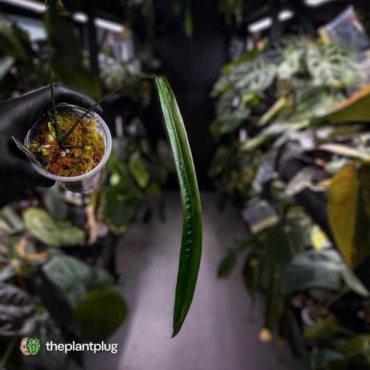 Anthurium lutheri • rarely offered