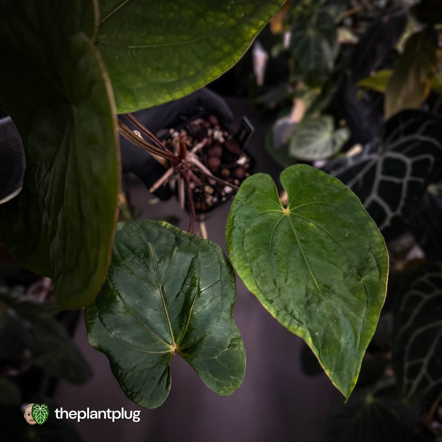 Anthurium ('Midnight Velvet' x pap 'LB') x kuna • select XL plant