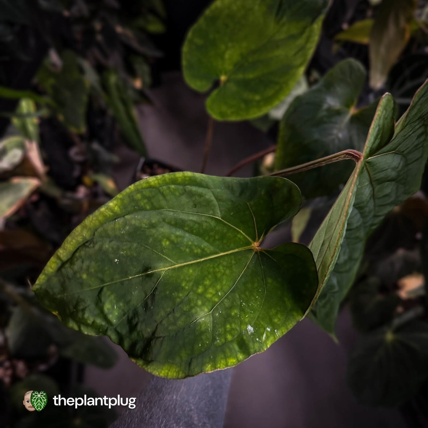 Anthurium ('Midnight Velvet' x pap 'LB') x kuna • select XL plant