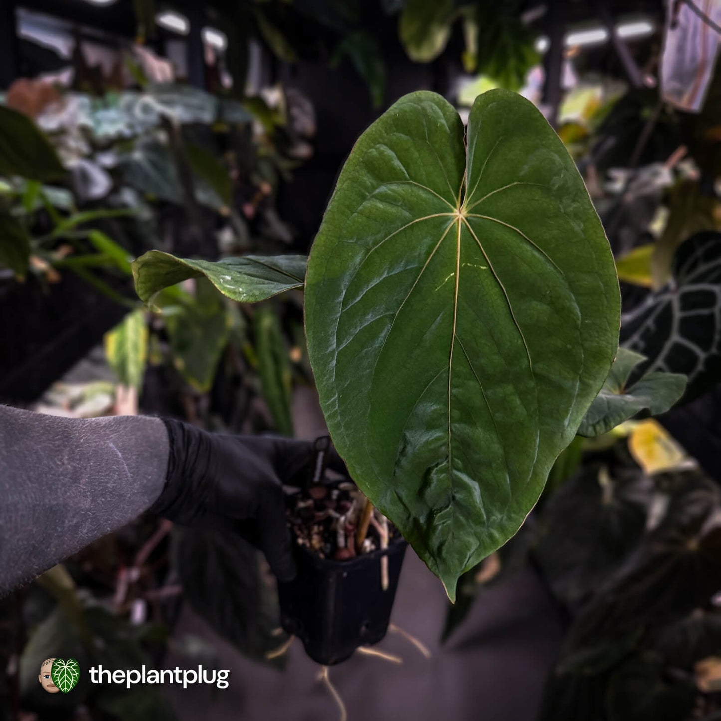 Anthurium ('Midnight Velvet' x pap 'LB') x kuna • select XL plant