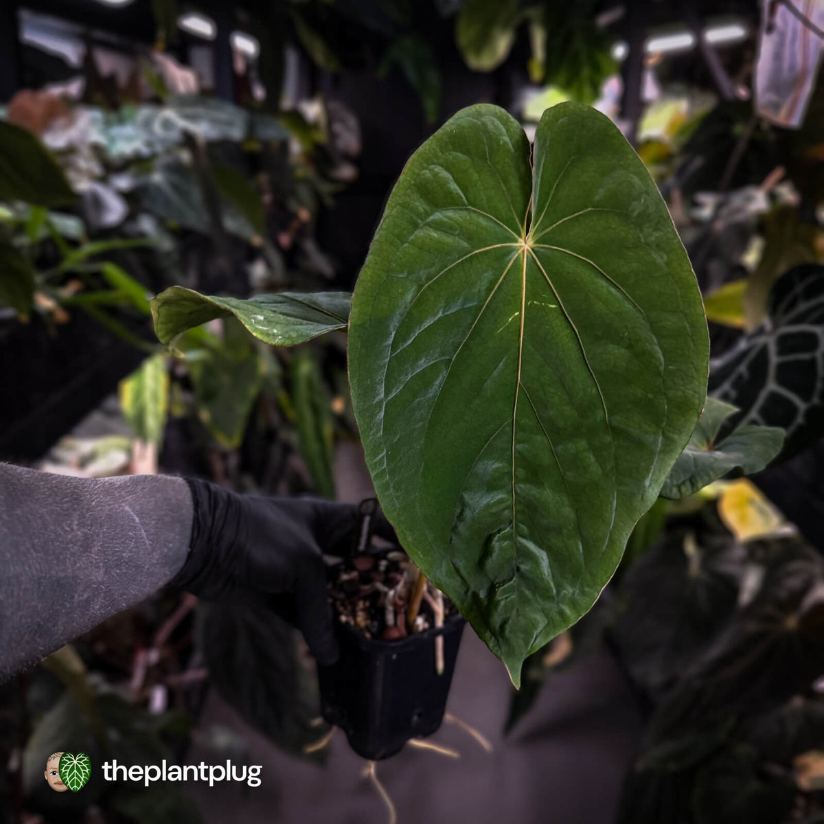 Anthurium ('Midnight Velvet' x pap 'LB') x kuna • select XL plant