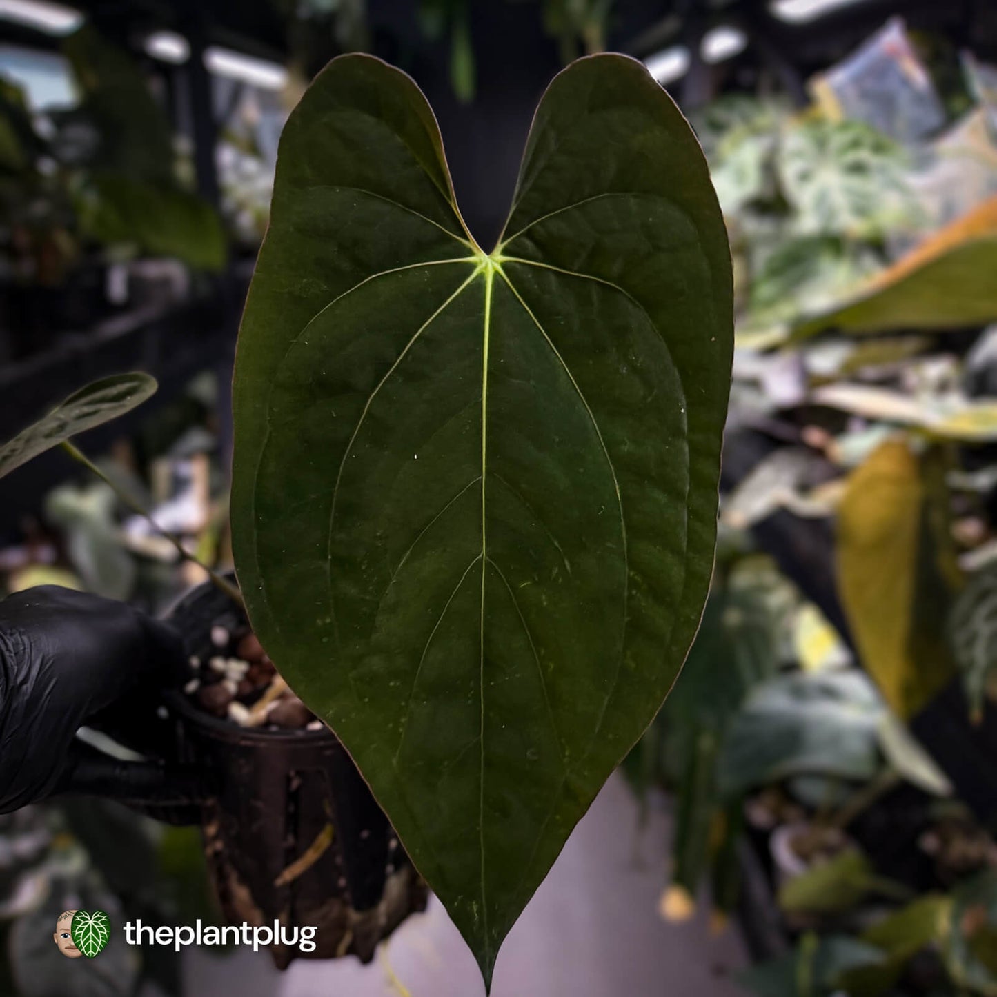 Anthurium pap 'MDB' x antolakii / 'BVEP' • select holdback