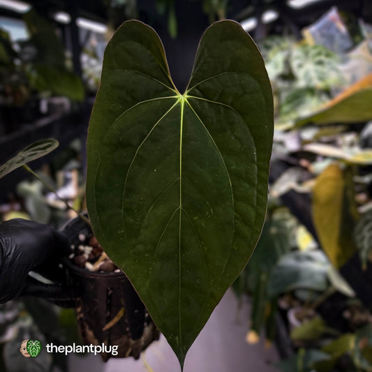 Anthurium pap 'MDB' x antolakii / 'BVEP' • select holdback