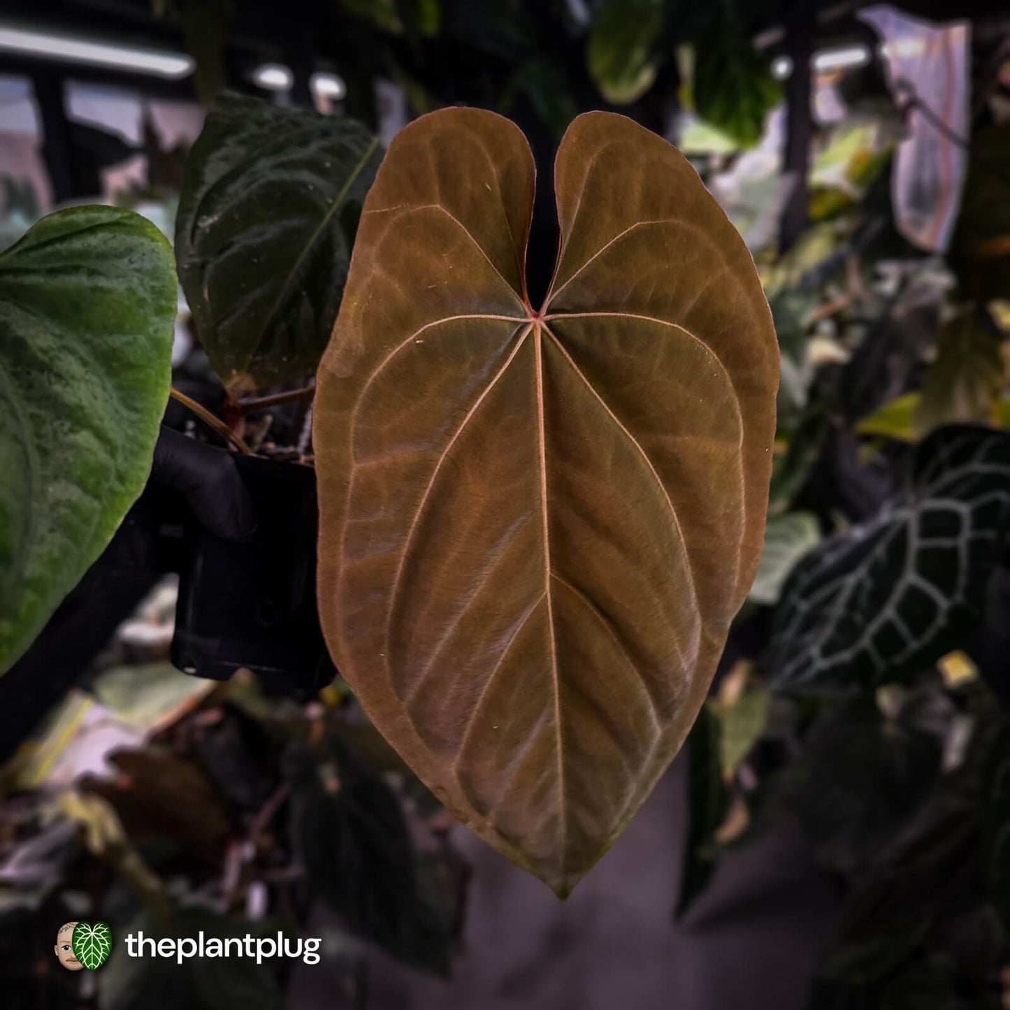 Anthurium 'Midnight Velvet' x dressleri • select XL plant