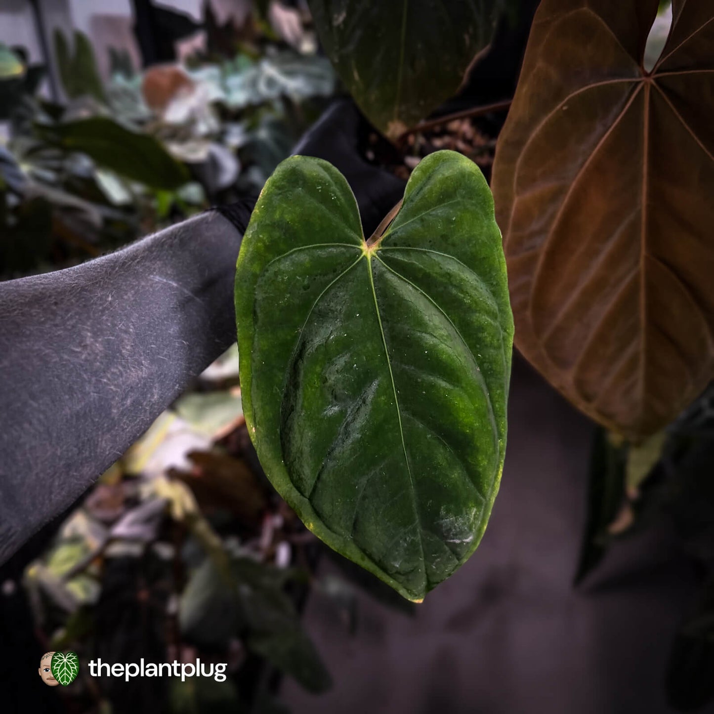 Anthurium 'Midnight Velvet' x dressleri • select XL plant