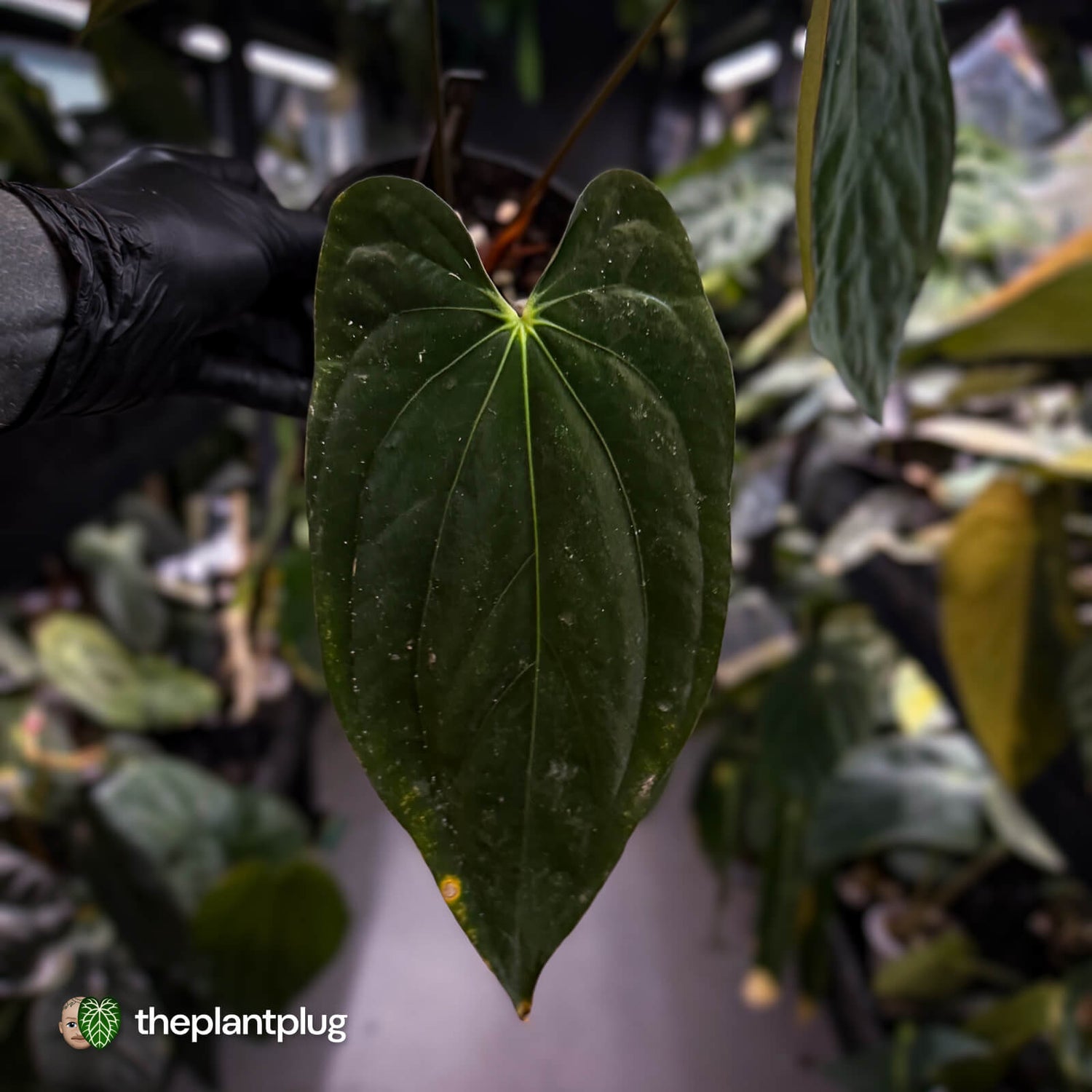 Anthurium pap 'MDB' x antolakii / 'BVEP' • select holdback