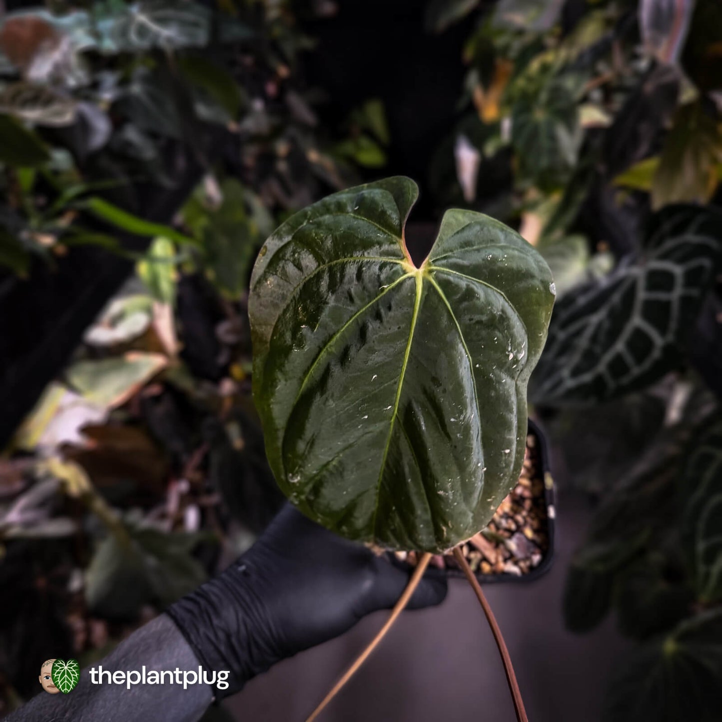 Anthurium 'Midnight Velvet' x dressleri • select XL plant