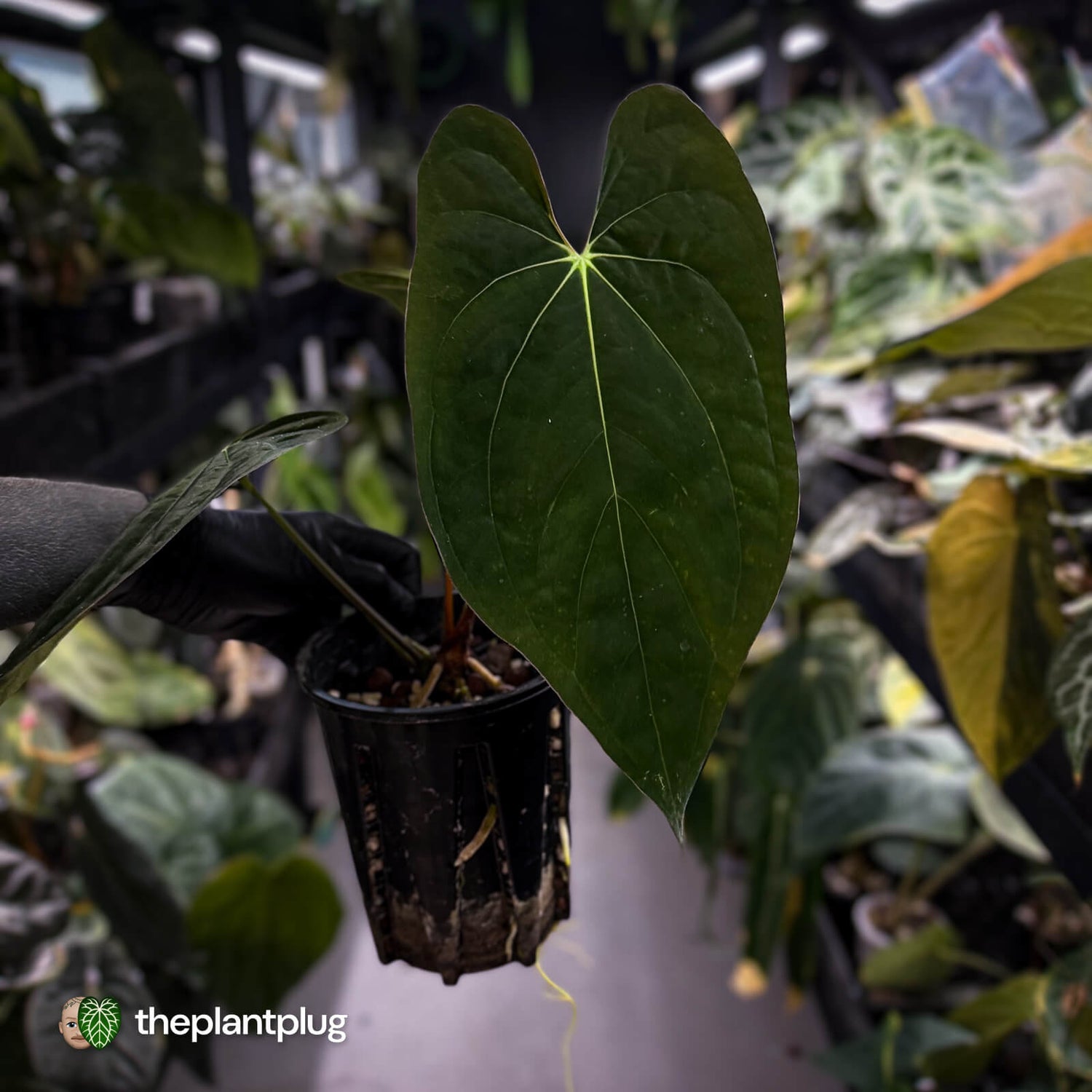 Anthurium pap 'MDB' x antolakii / 'BVEP' • select holdback