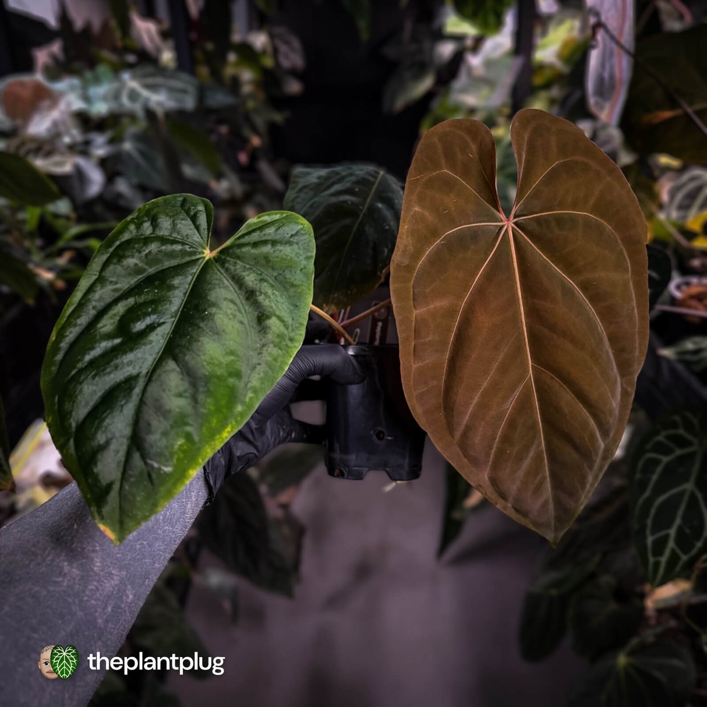 Anthurium 'Midnight Velvet' x dressleri • select XL plant