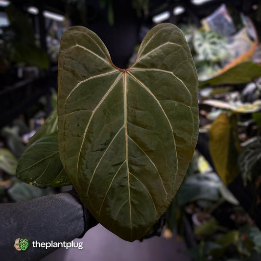 Anthurium 'Indo Portillae' x red crystallinum 'Tezula' 💥