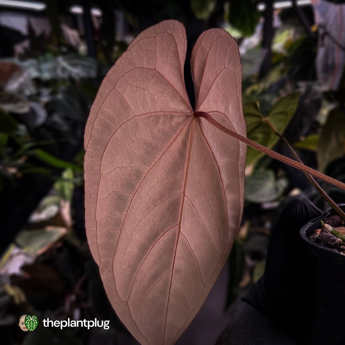 Anthurium 'Midnight Velvet' x dressleri • select XL plant