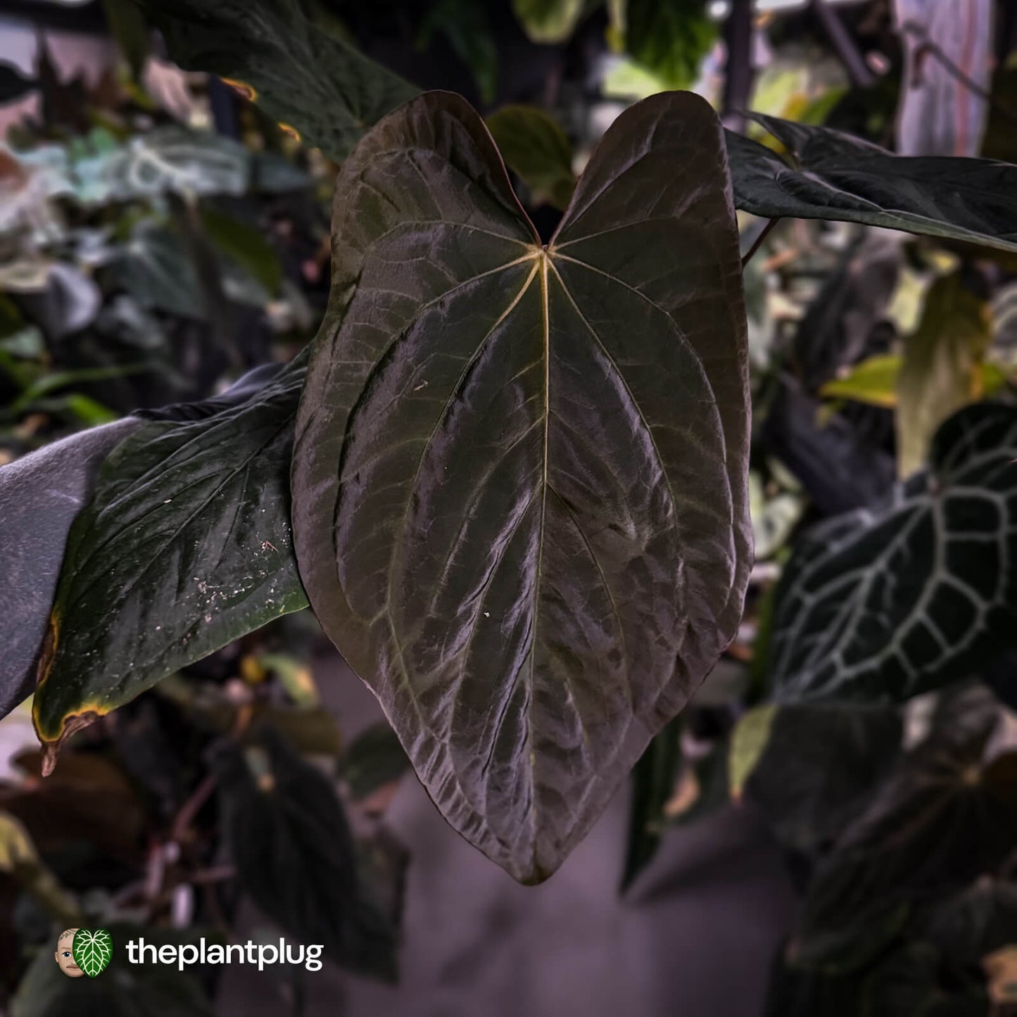 Anthurium (pap x dress, ex. JS) x dressleri aff 'Eastern Dress' • XL select plant