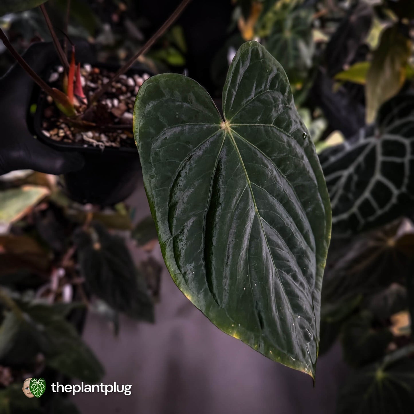 Anthurium (pap x dress, ex. JS) x dressleri aff 'Eastern Dress' • XL select plant