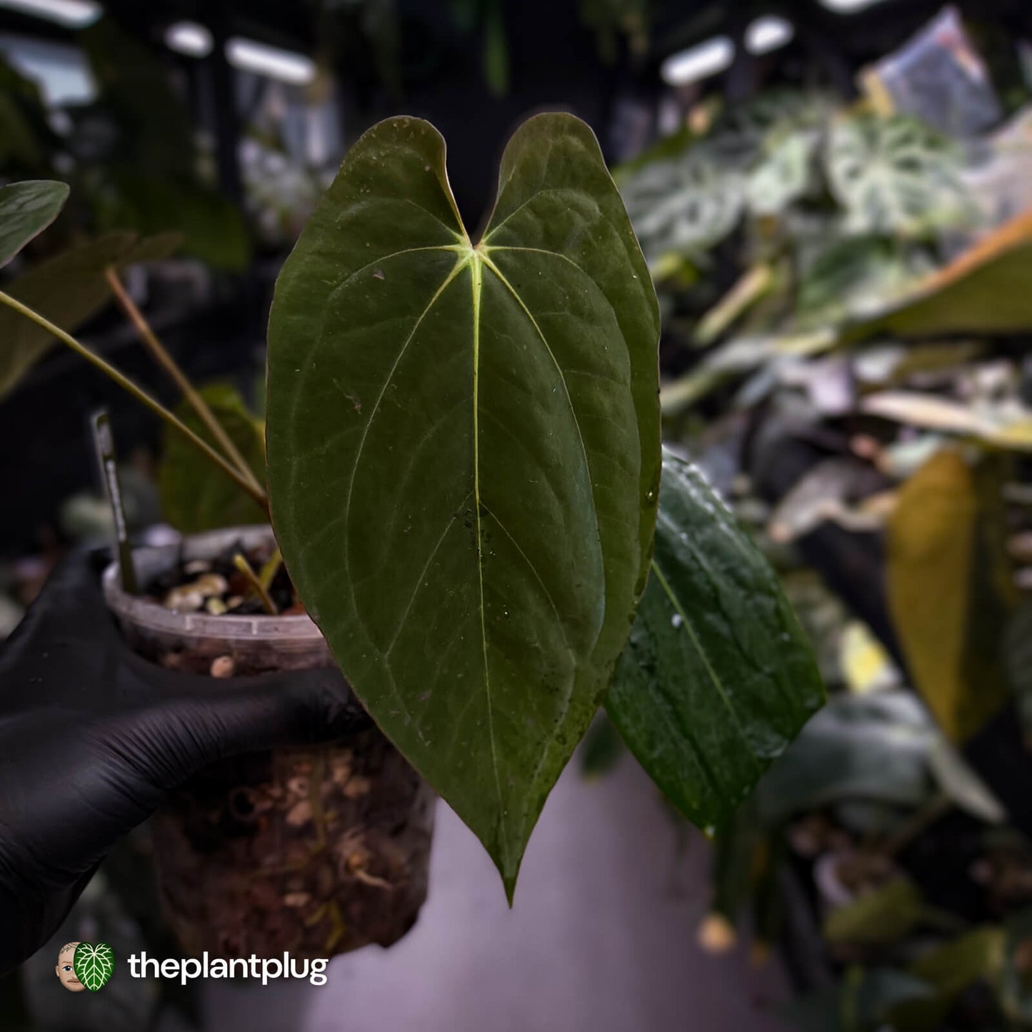 Anthurium pap 'MDB' x antolakii / 'BVEP' • select holdback