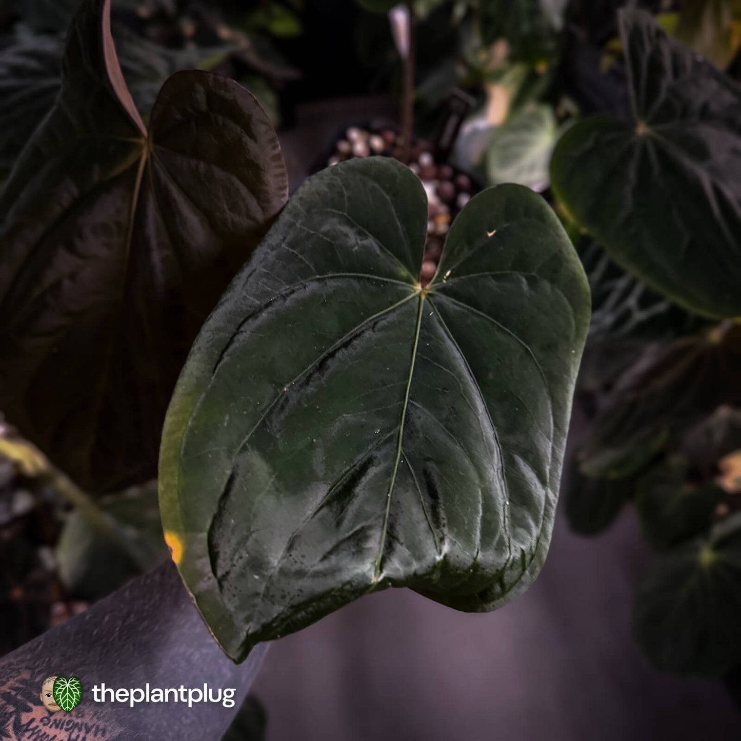 Anthurium (pap x dress, ex. JS) x dressleri aff 'Eastern Dress' • XL select plant