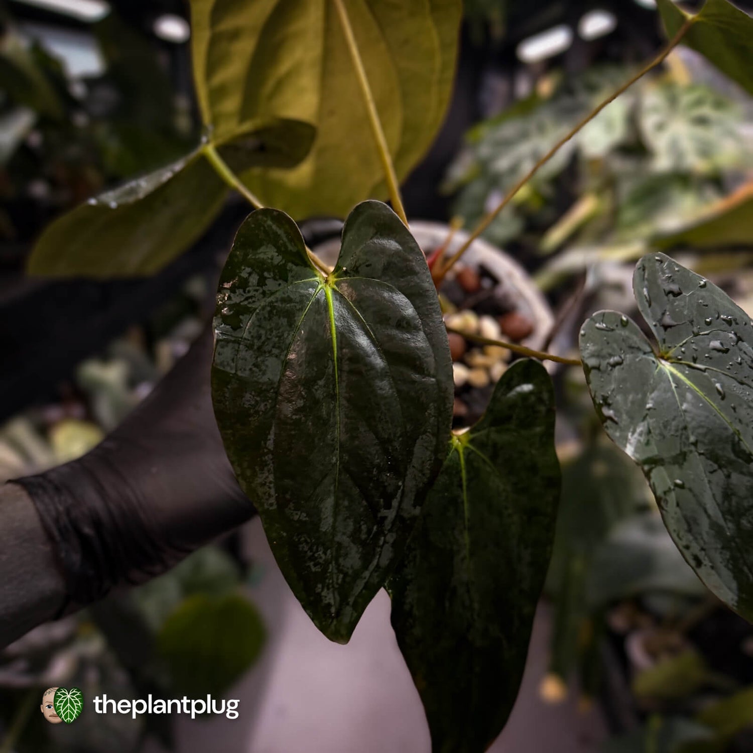 Anthurium pap 'MDB' x antolakii / 'BVEP' • select holdback