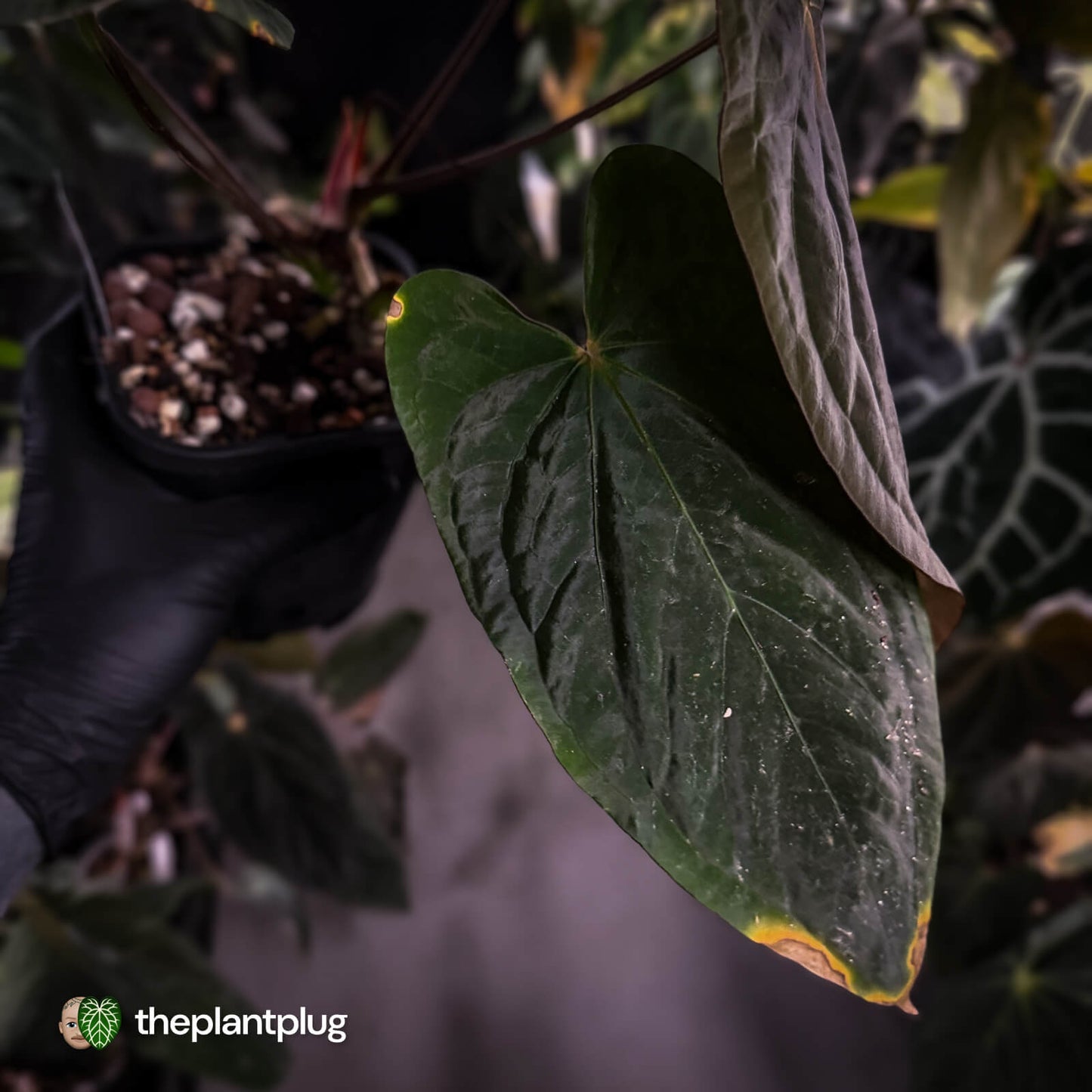 Anthurium (pap x dress, ex. JS) x dressleri aff 'Eastern Dress' • XL select plant