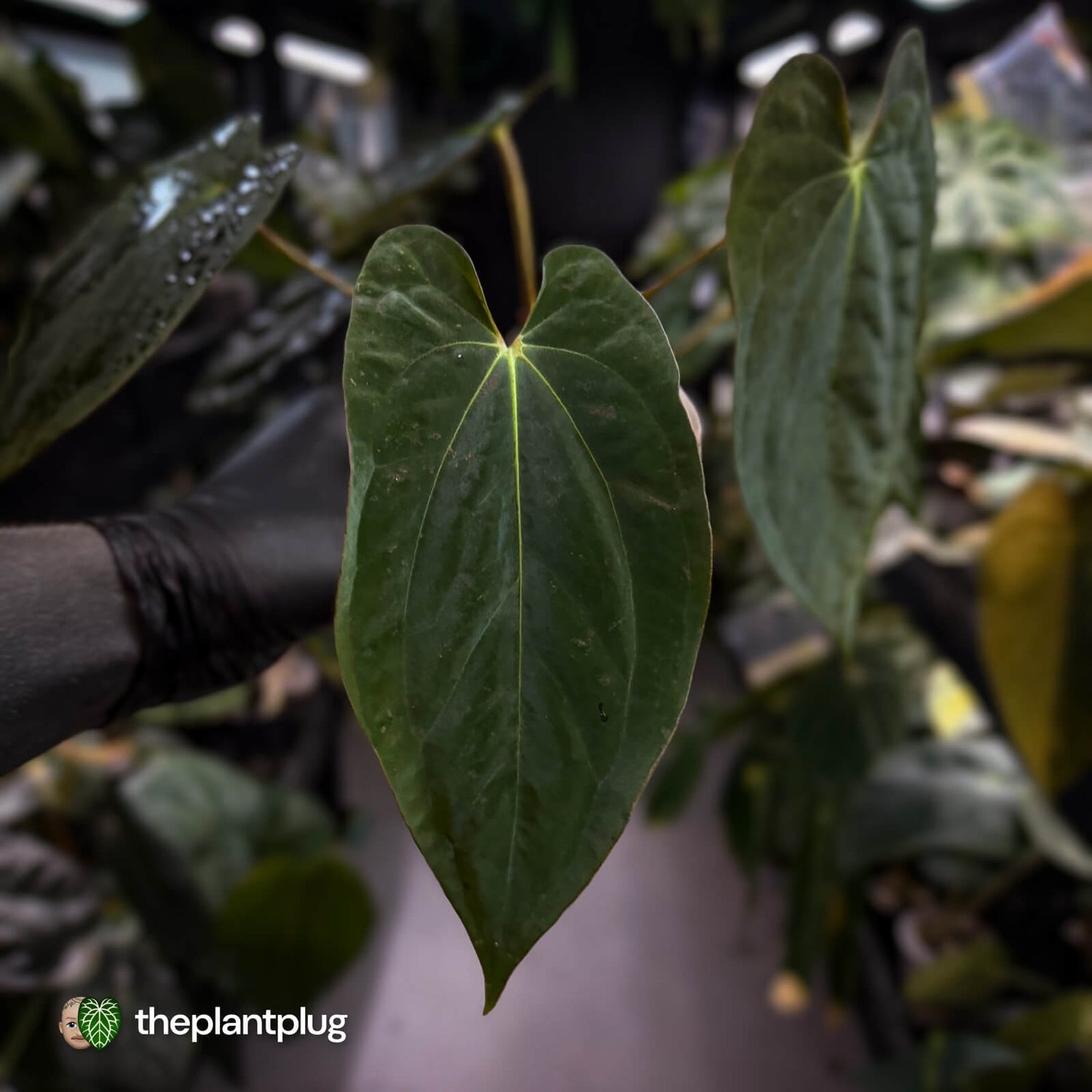 Anthurium pap 'MDB' x antolakii / 'BVEP' • select holdback