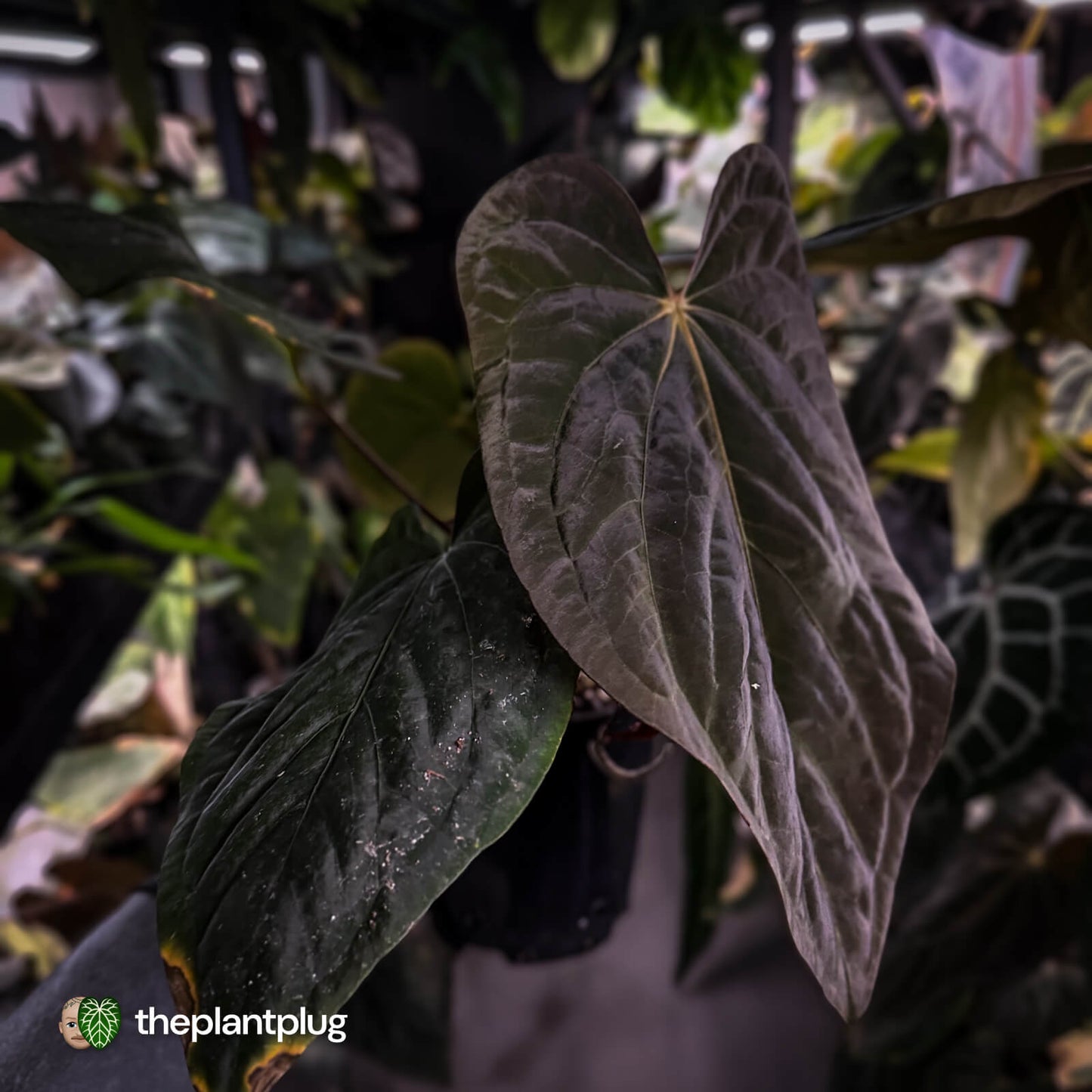 Anthurium (pap x dress, ex. JS) x dressleri aff 'Eastern Dress' • XL select plant