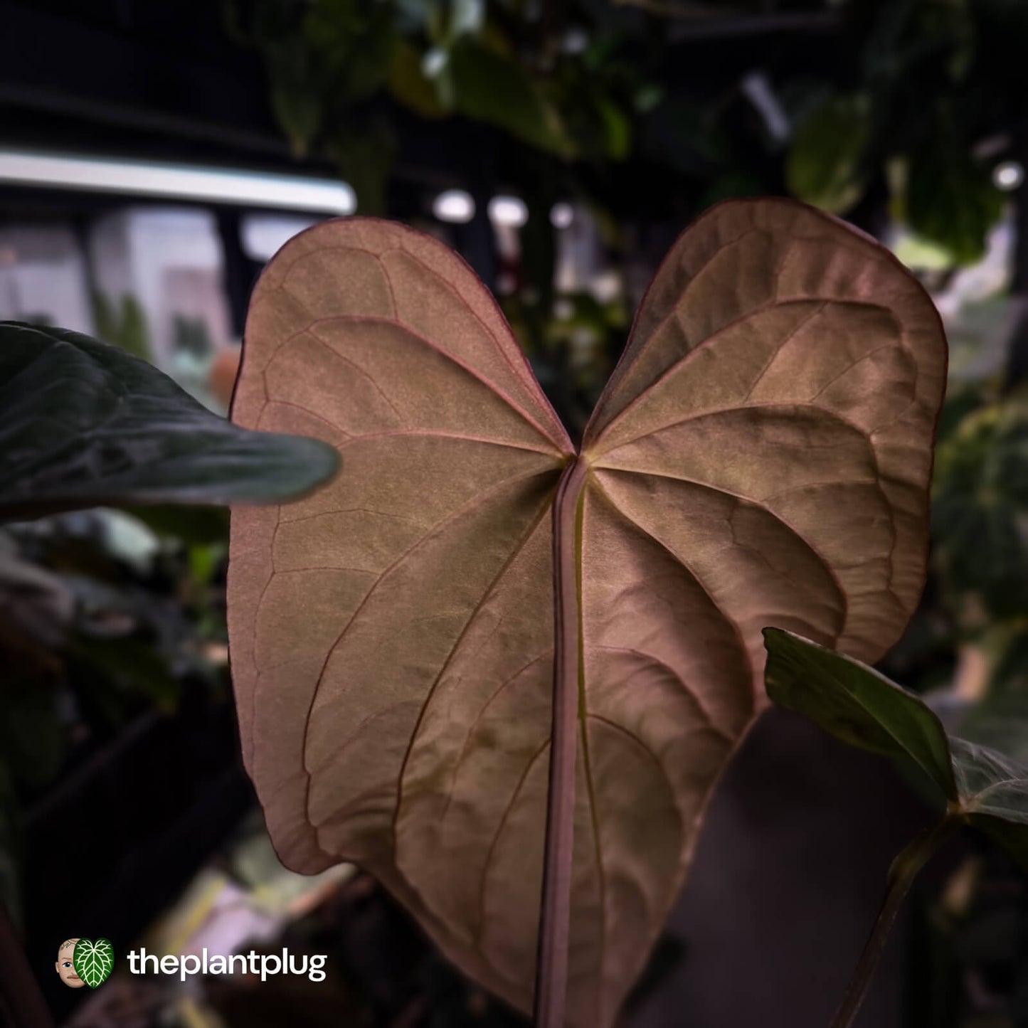 Anthurium (pap x dress, ex. JS) x dressleri aff 'Eastern Dress' • XL select plant