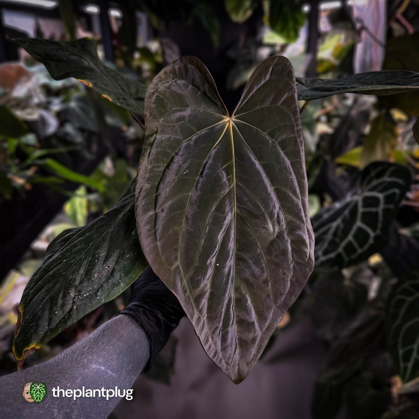 Anthurium (pap x dress, ex. JS) x dressleri aff 'Eastern Dress' • XL select plant