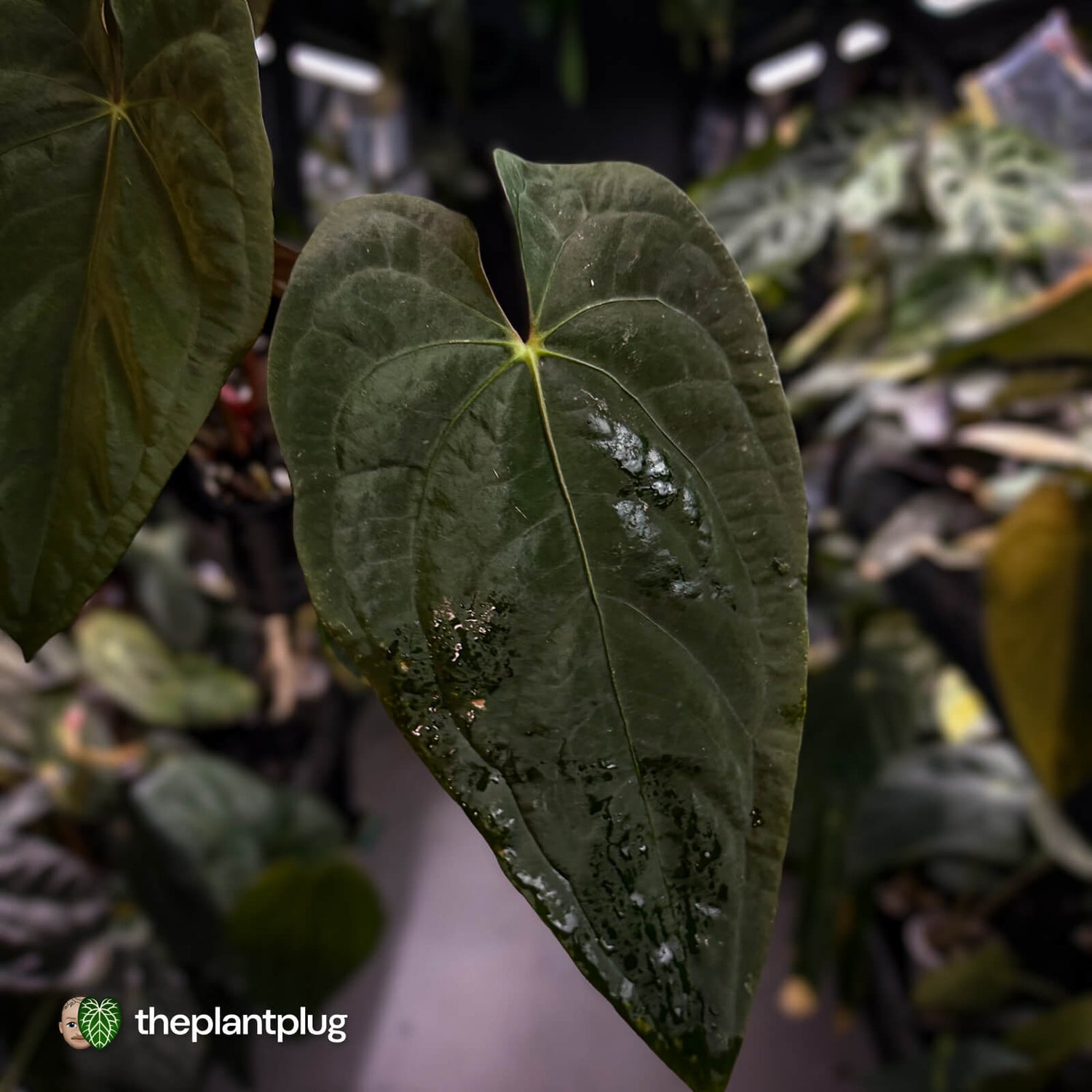 Anthurium #Moloch • holdback