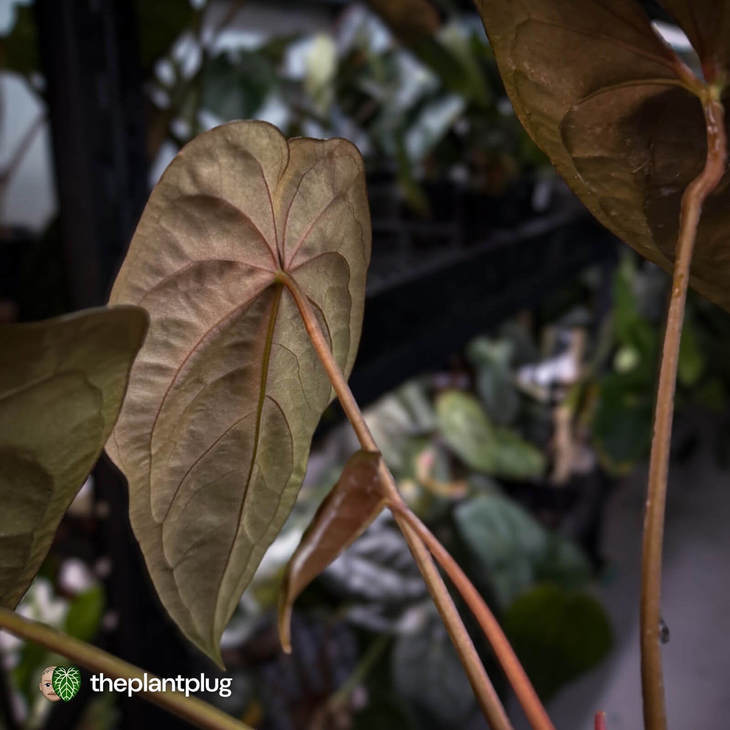 Anthurium #Moloch • holdback