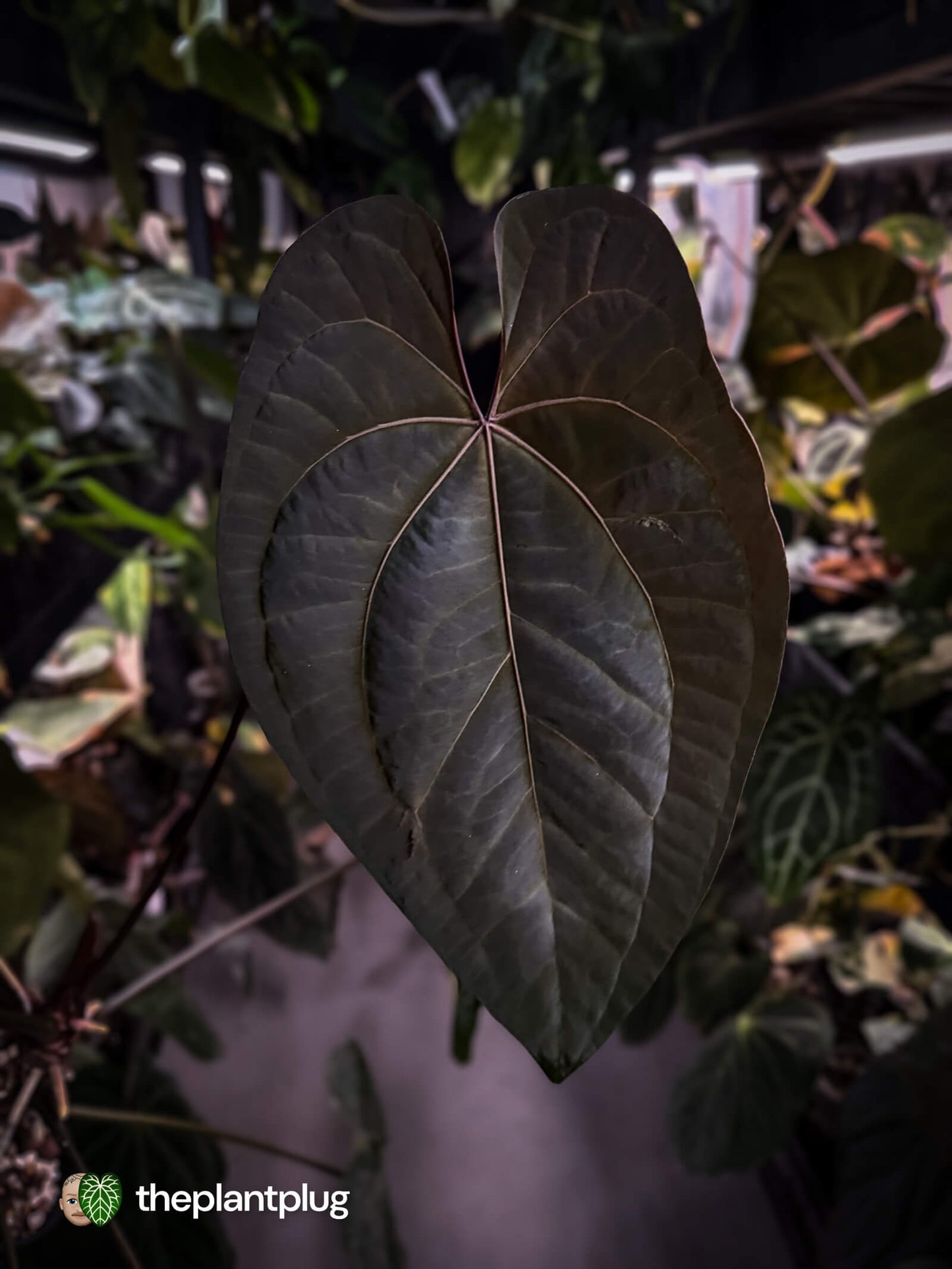 Anthurium Midnight Owl x Ace of Spades • germinated seeds
