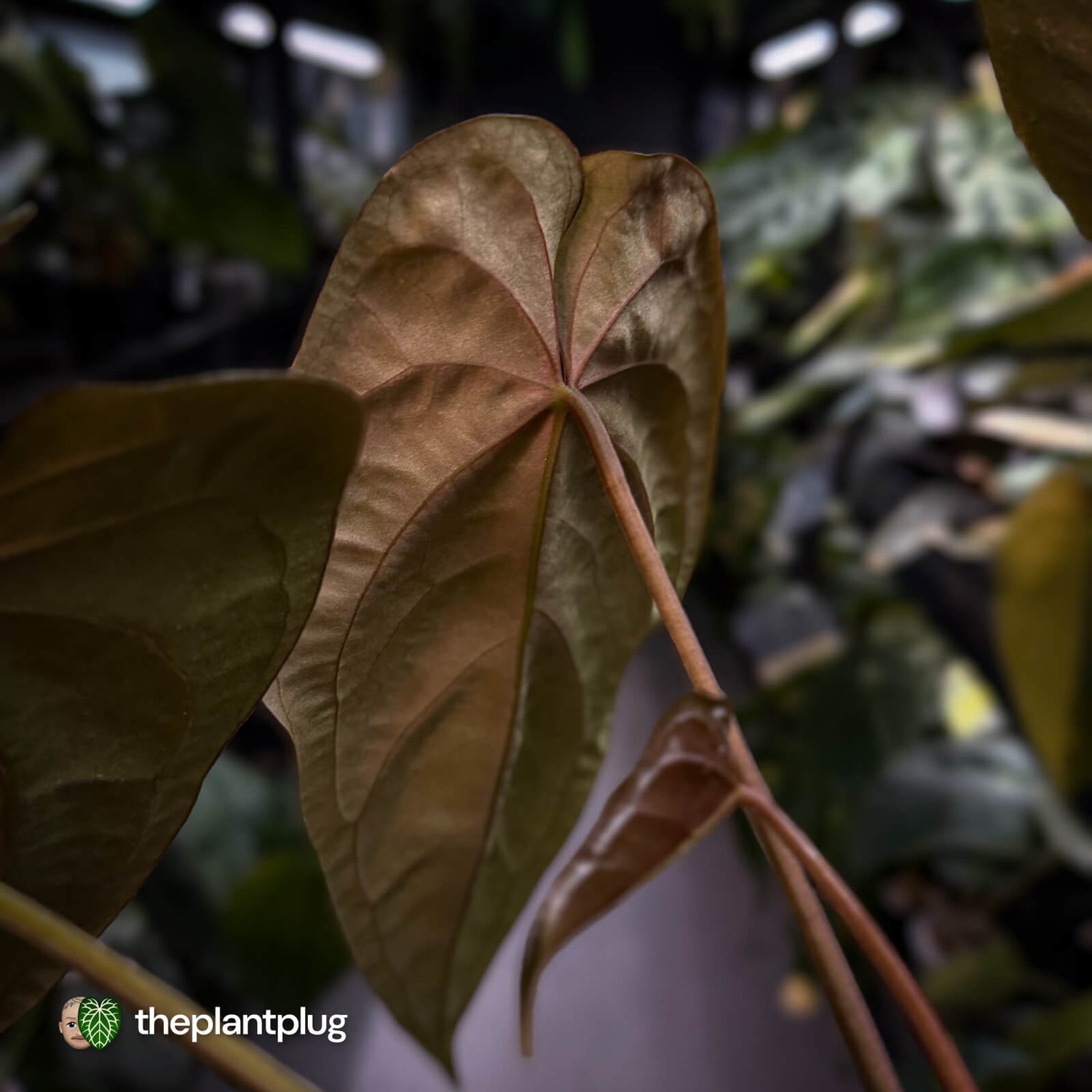 Anthurium #Moloch • holdback