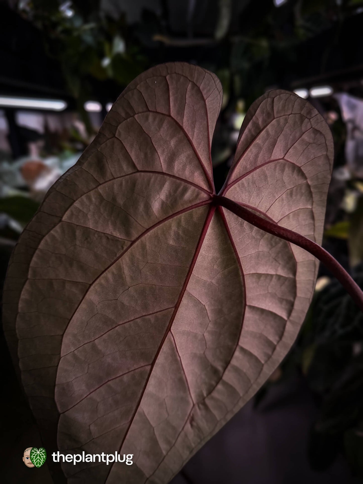 Anthurium Midnight Owl x Ace of Spades • germinated seeds