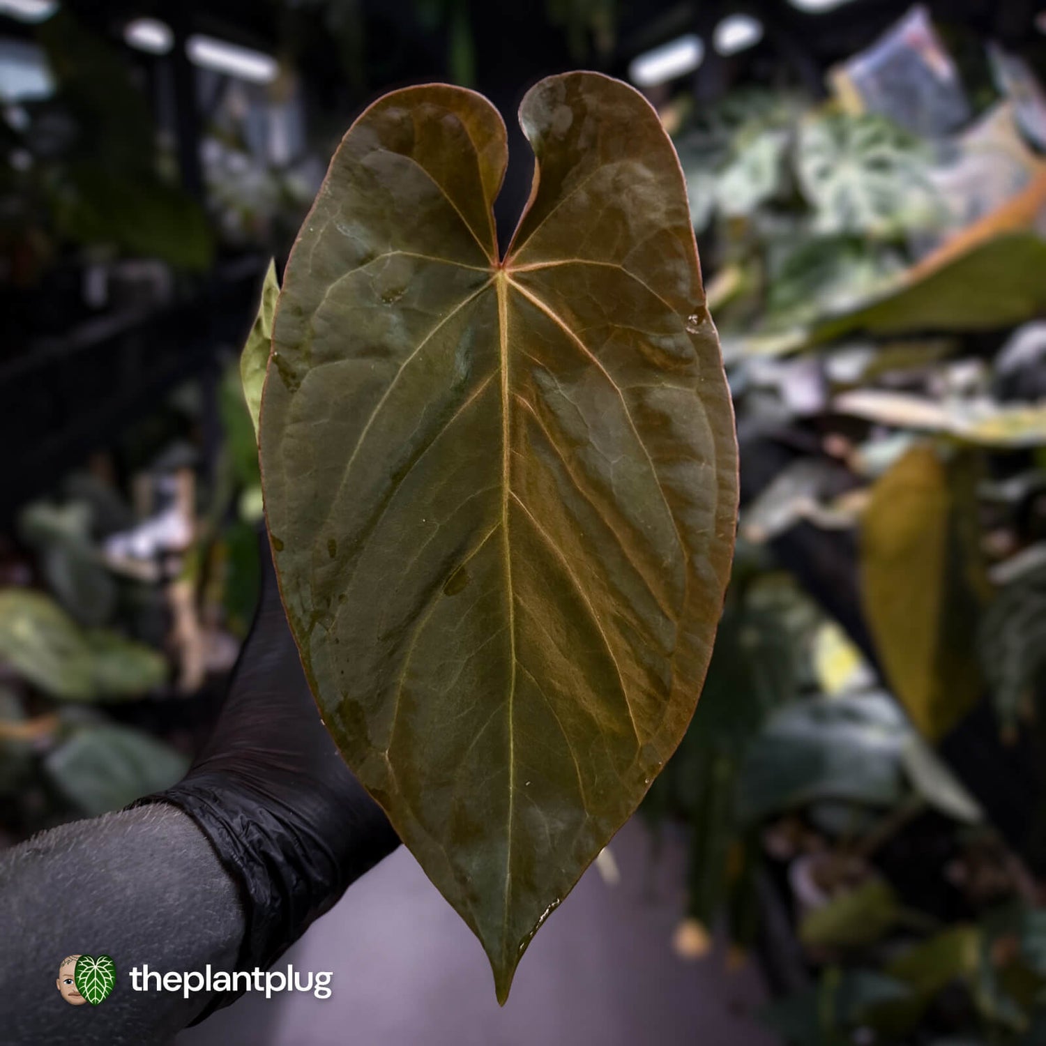 Anthurium #UluruDreams • holdback