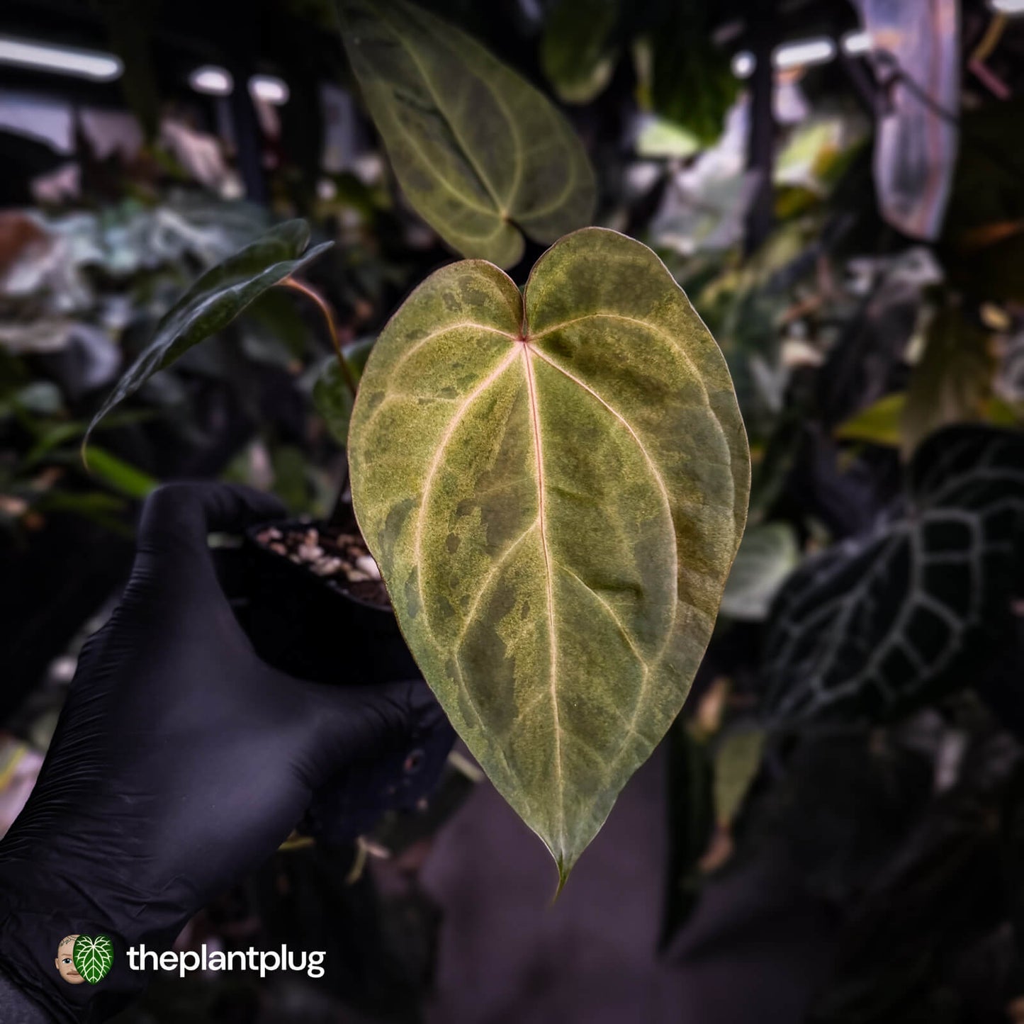 Anthurium ('Blackx' x 'Hoffx') x ('Black' x) • variegated • pink veins + purple leaf