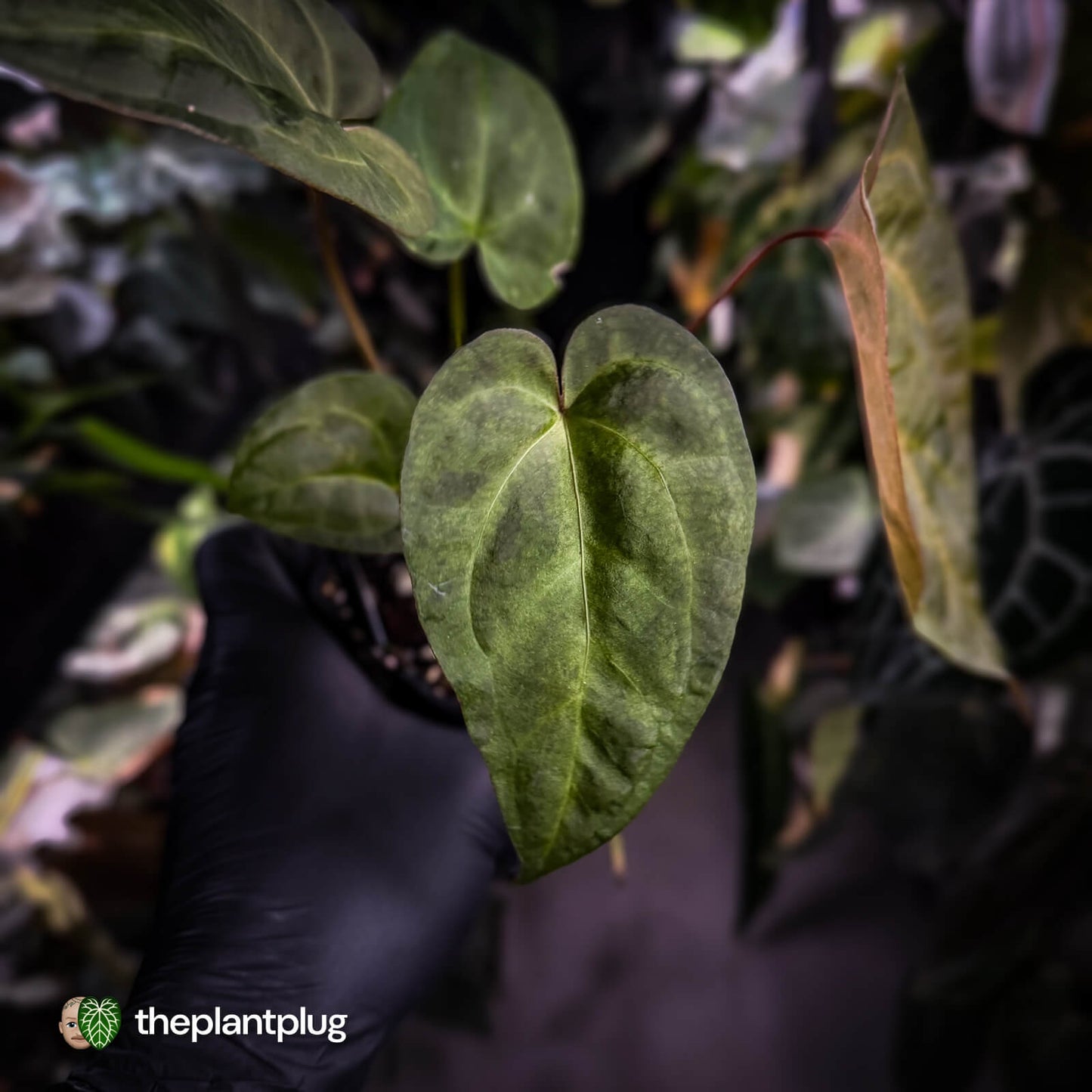 Anthurium ('Blackx' x 'Hoffx') x ('Black' x) • variegated • pink veins + purple leaf