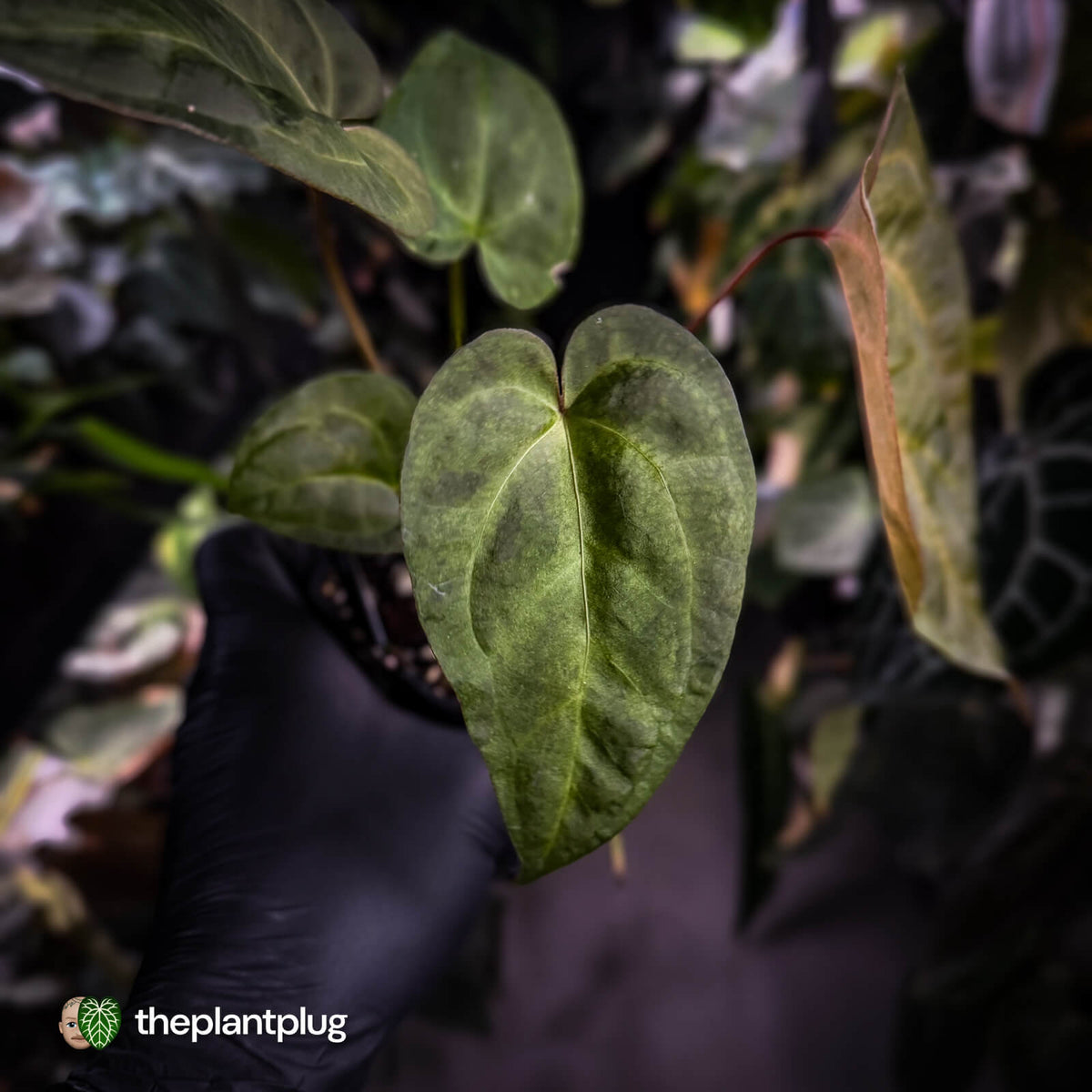 Anthurium ('Blackx' x 'Hoffx') x ('Black' x) • variegated • pink veins + purple leaf