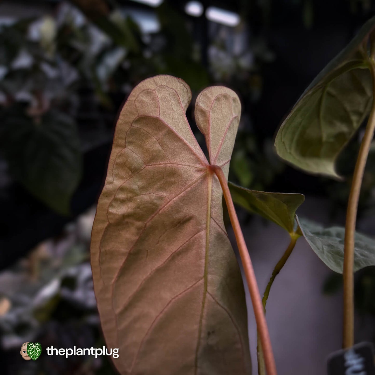 Anthurium #UluruDreams • holdback