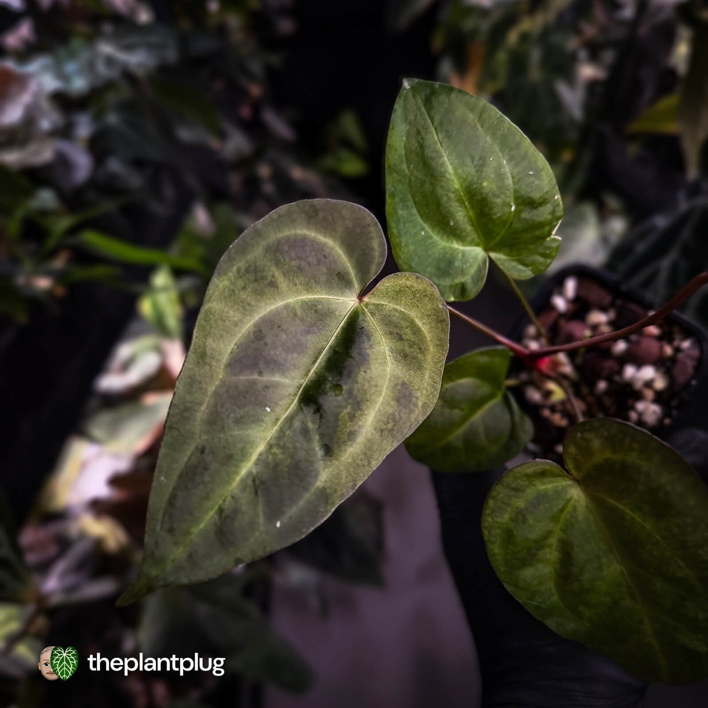 Anthurium ('Blackx' x 'Hoffx') x ('Black' x) • variegated • pink veins + purple leaf