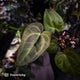 Anthurium ('Blackx' x 'Hoffx') x ('Black' x) • variegated • pink veins + purple leaf