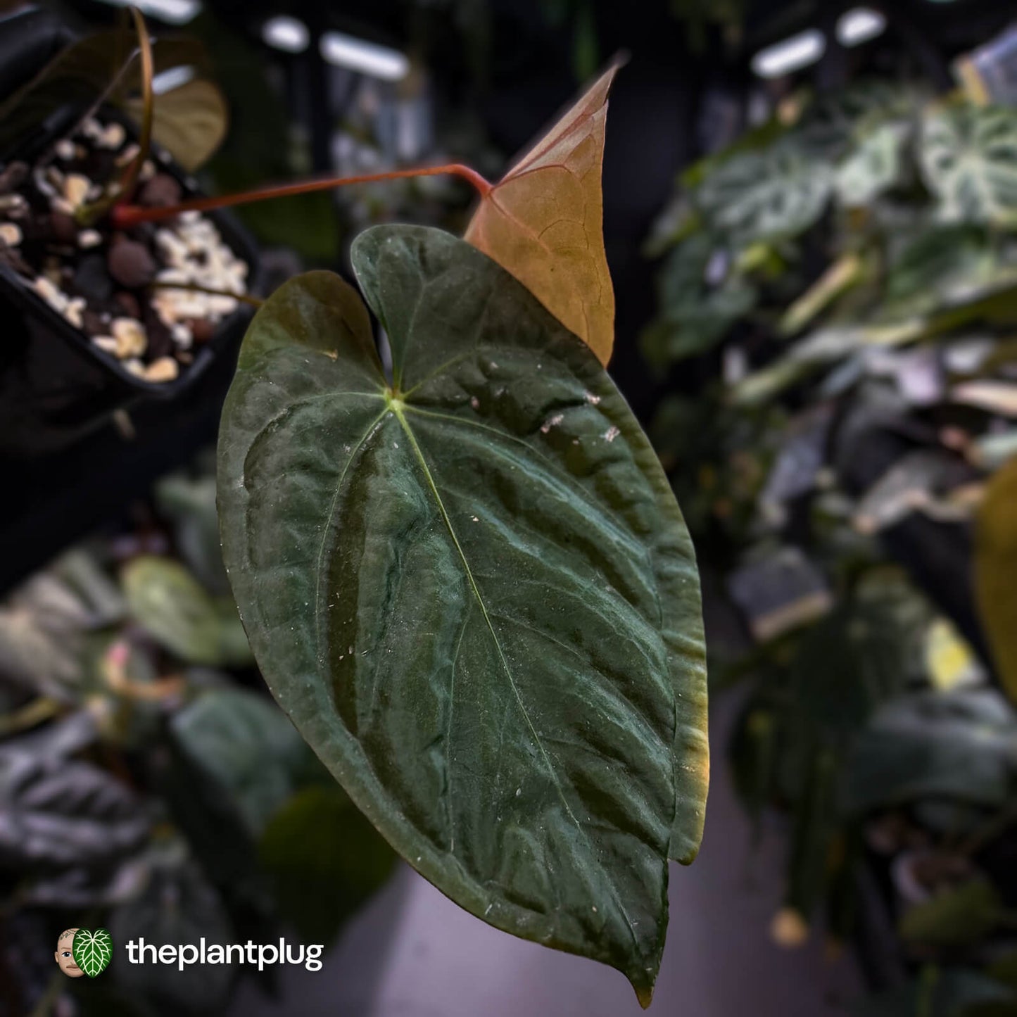 Anthurium #UluruDreams • holdback