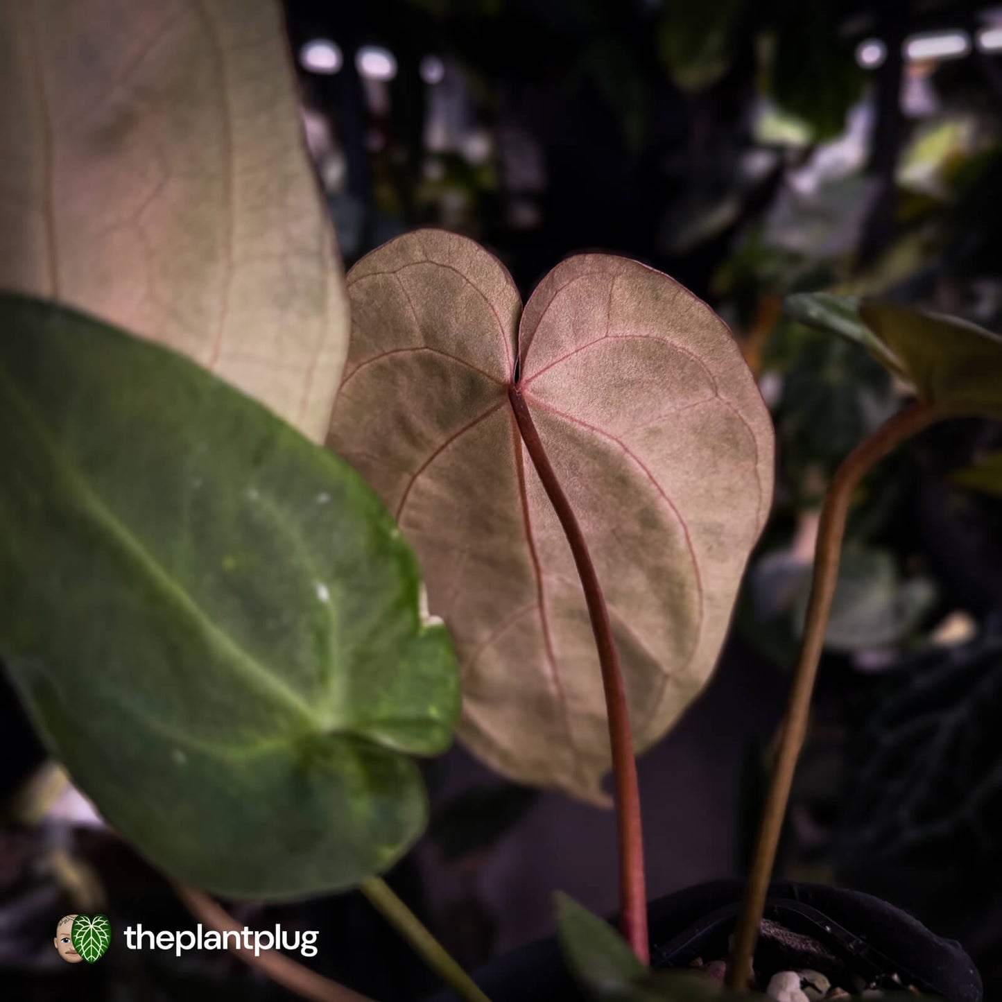Anthurium ('Blackx' x 'Hoffx') x ('Black' x) • variegated • pink veins + purple leaf