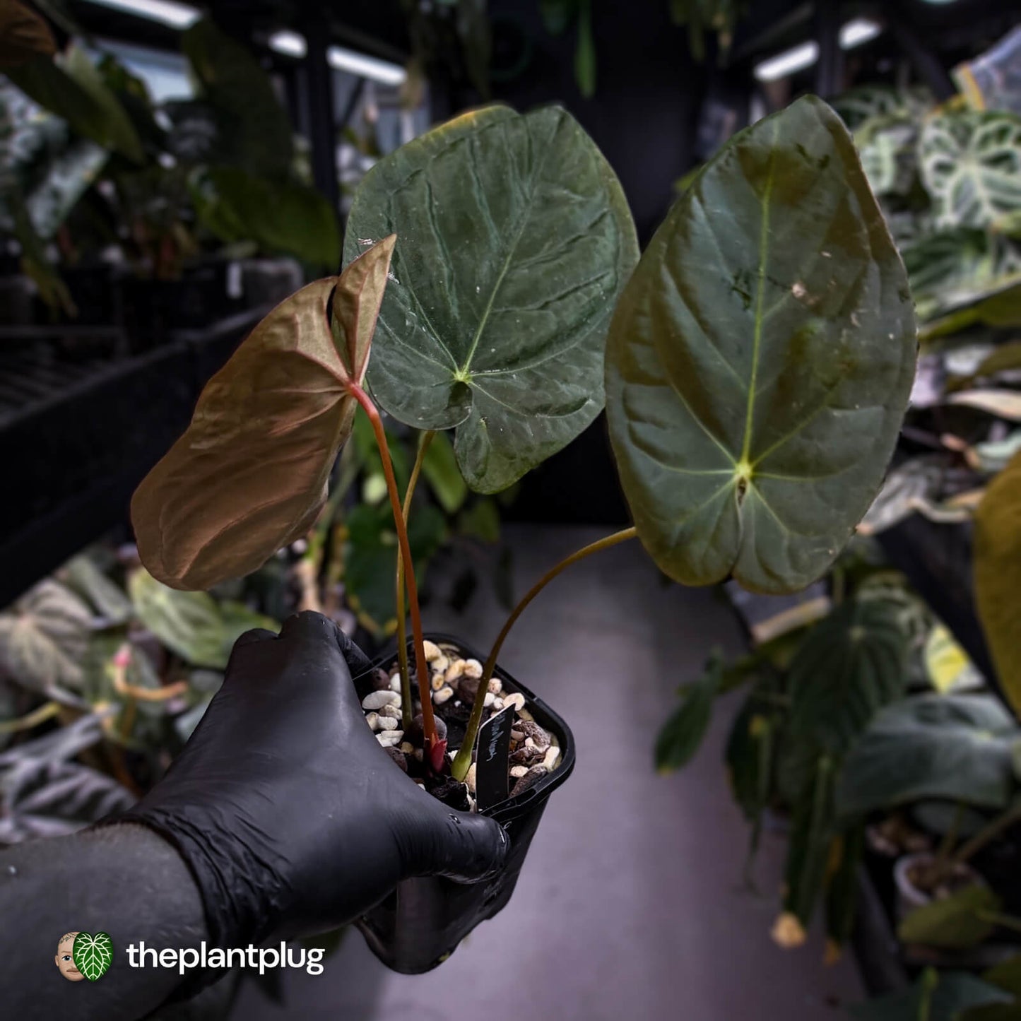 Anthurium #UluruDreams • holdback