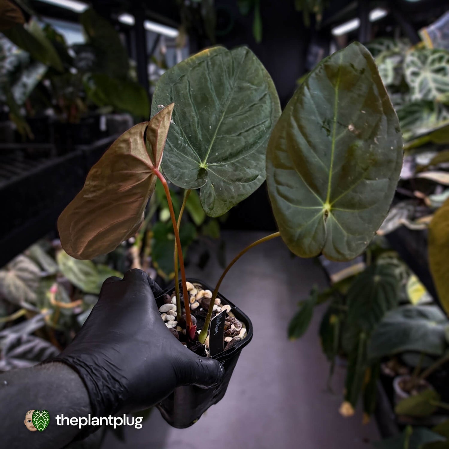 Anthurium #UluruDreams • holdback