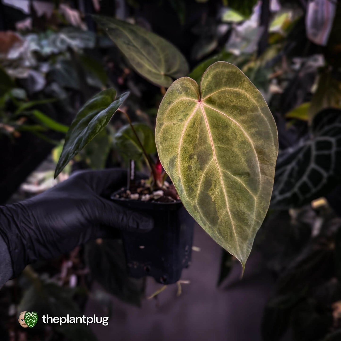 Anthurium ('Blackx' x 'Hoffx') x ('Black' x) • variegated • pink veins + purple leaf
