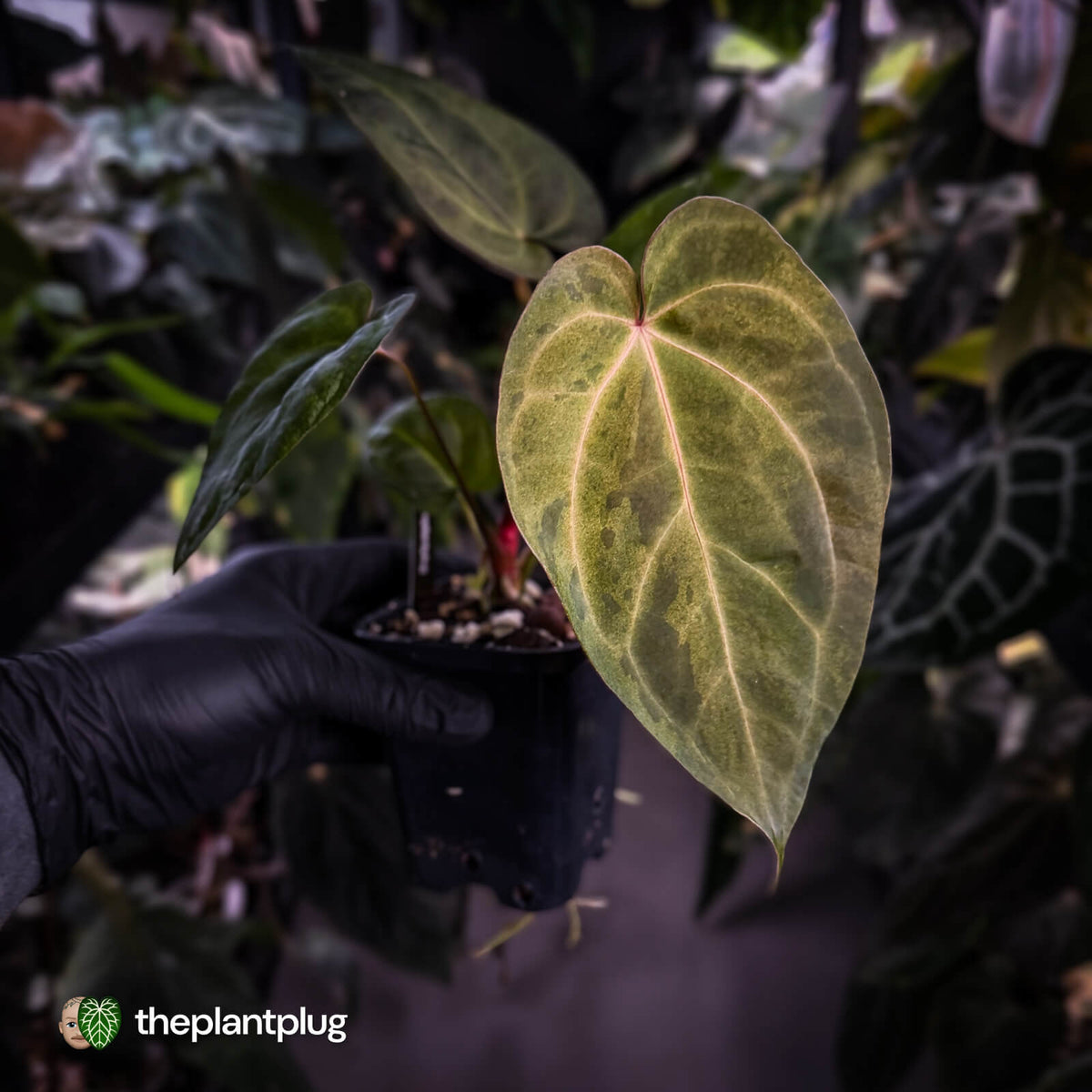 Anthurium ('Blackx' x 'Hoffx') x ('Black' x) • variegated • pink veins + purple leaf
