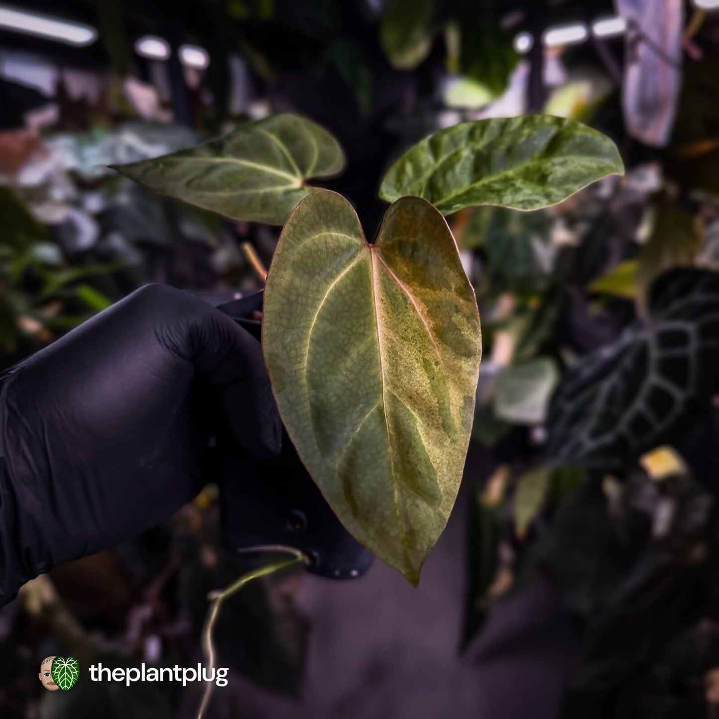 Anthurium ('Blackx' x 'Hoffx') x ('Black' x) • variegated + pink veins