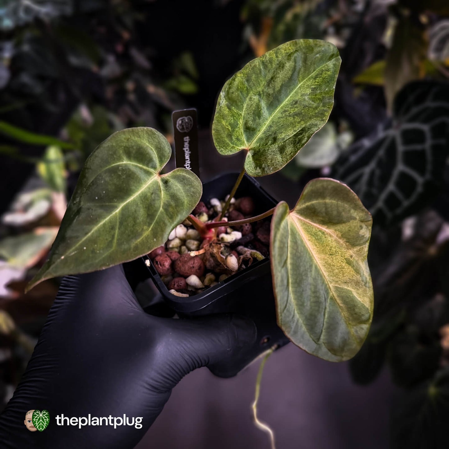 Anthurium ('Blackx' x 'Hoffx') x ('Black' x) • variegated + pink veins