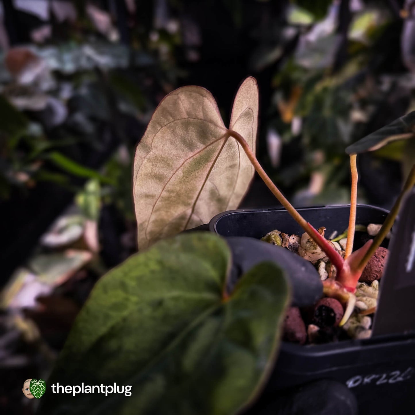 Anthurium ('Blackx' x 'Hoffx') x ('Black' x) • variegated + pink veins