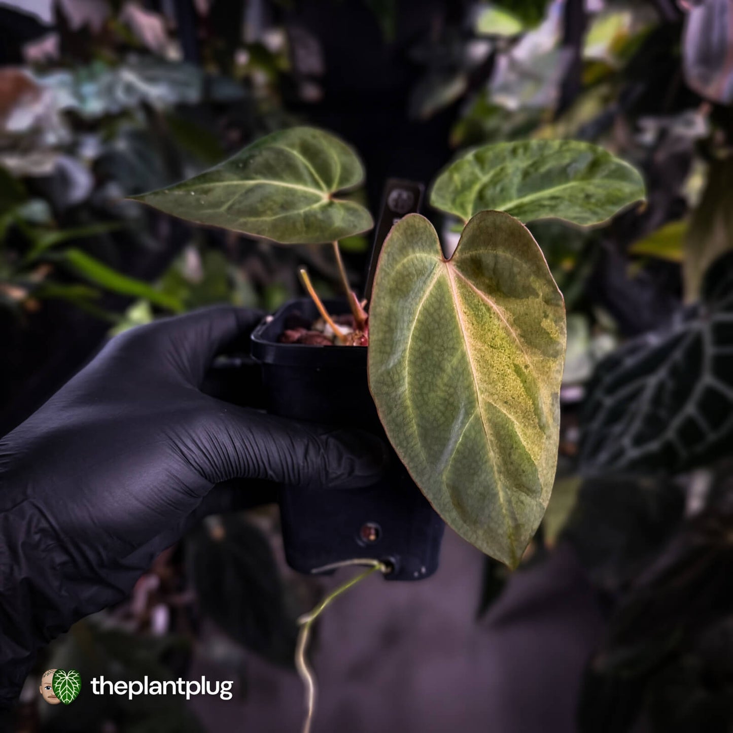 Anthurium ('Blackx' x 'Hoffx') x ('Black' x) • variegated + pink veins