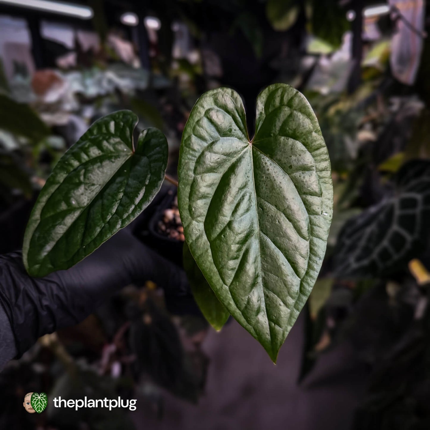 Anthurium 'Deadpool' x luxurians
