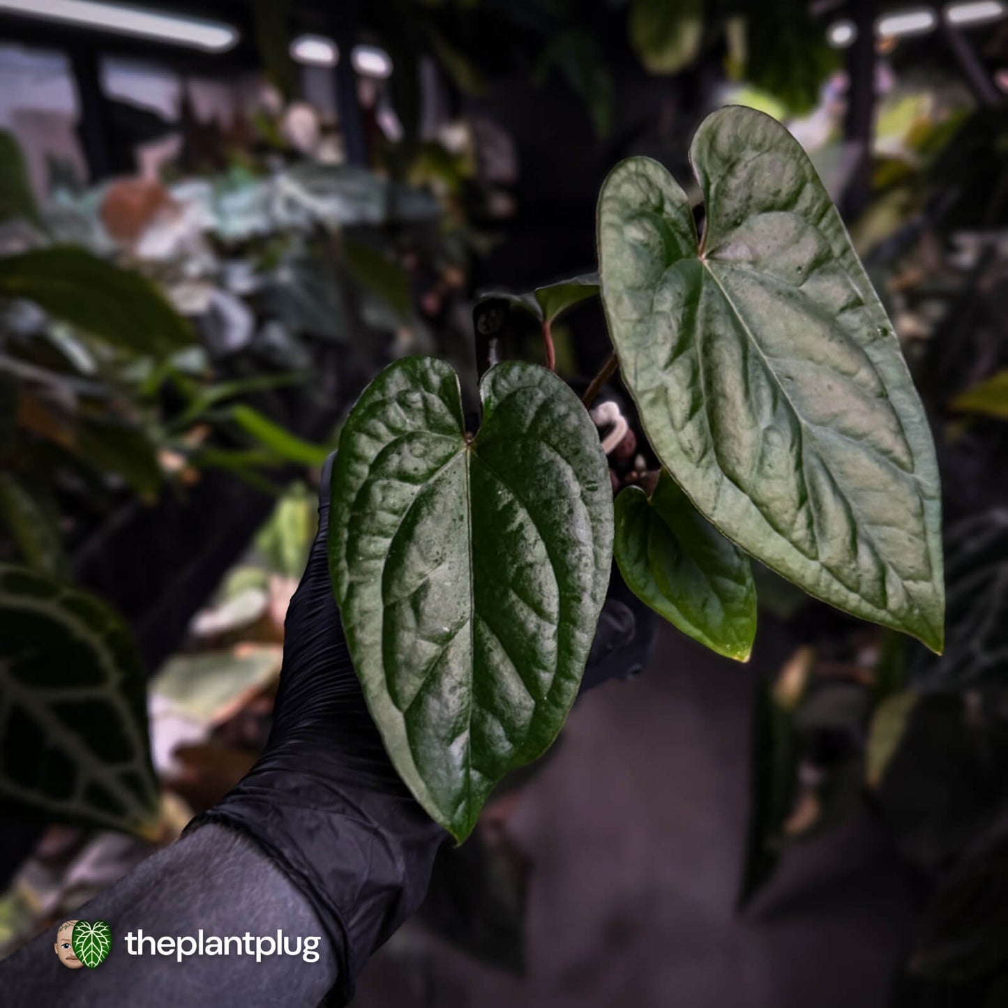 Anthurium 'Deadpool' x luxurians